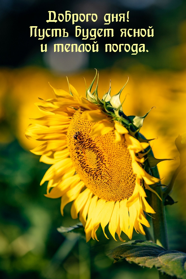 Открыть в полном размере Доброго дня! Пусть будет ясной и теплой погода.