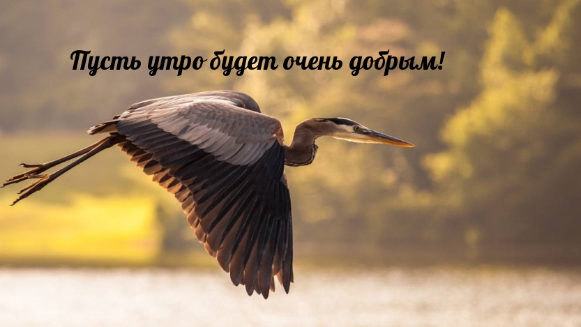 Открыть в полном размере Пусть утро будет очень добрым!