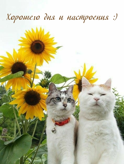 Хорошего дня и настроения :)