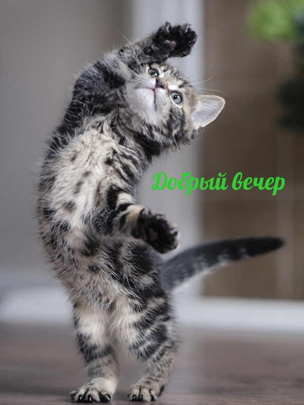 Открыть в полном размере Добрый вечер