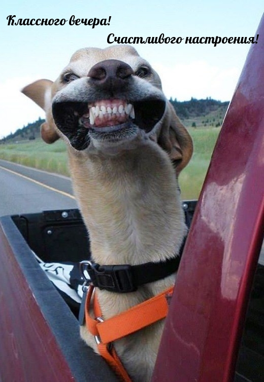 Открыть в полном размере Собака улыбака - Классного вечера!