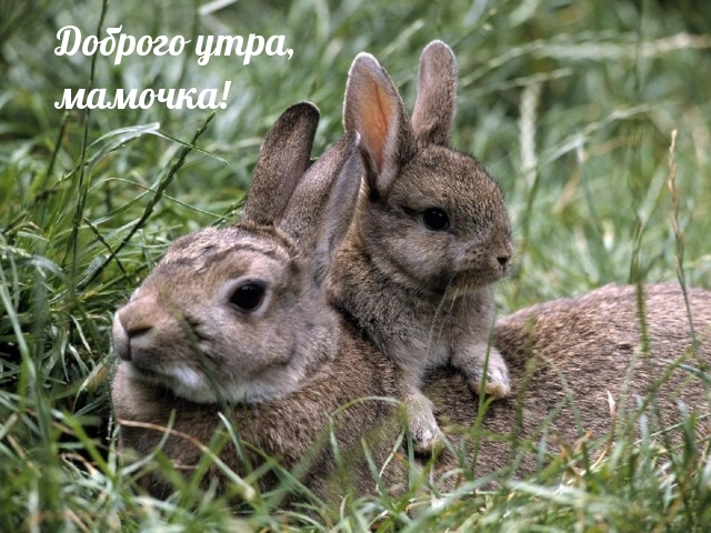 ������� ����, �������!