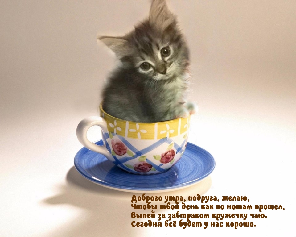 ������� ����, �������!