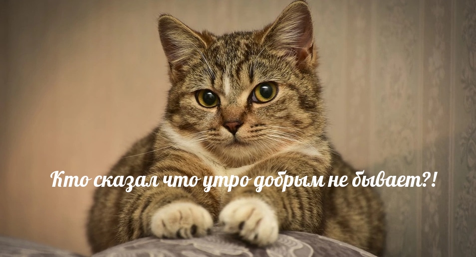 Открыть в полном размере Кто сказал что утро добрым не бывает?!