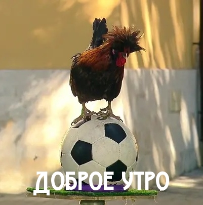 Доброе утро