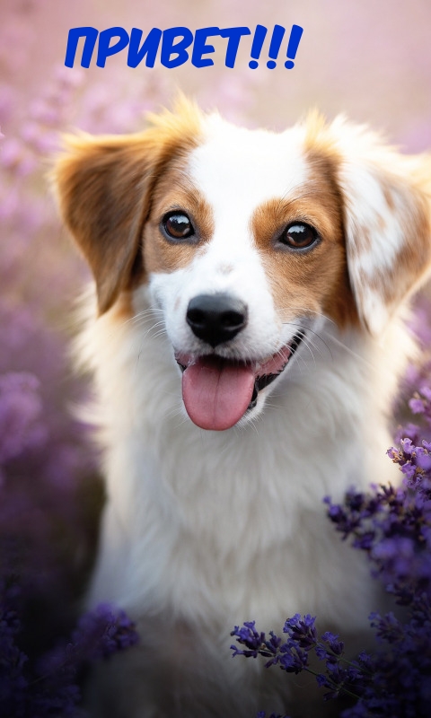 Открыть в полном размере Привет!