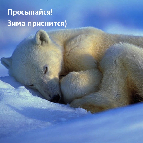 Открыть в полном размере Просыпайся! Зима приснится)