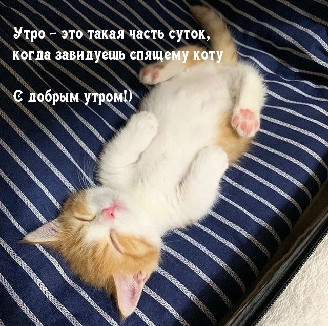 Открыть в полном размере Утро - это такая часть суток, когда завидуешь спящему коту