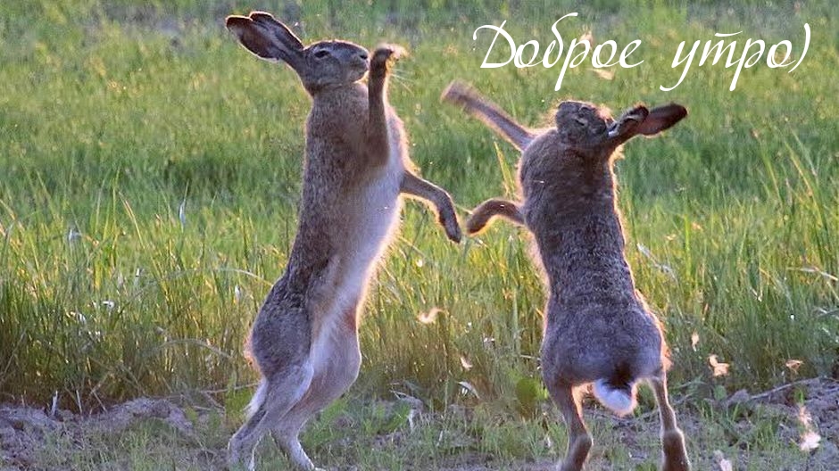 Доброе утро)