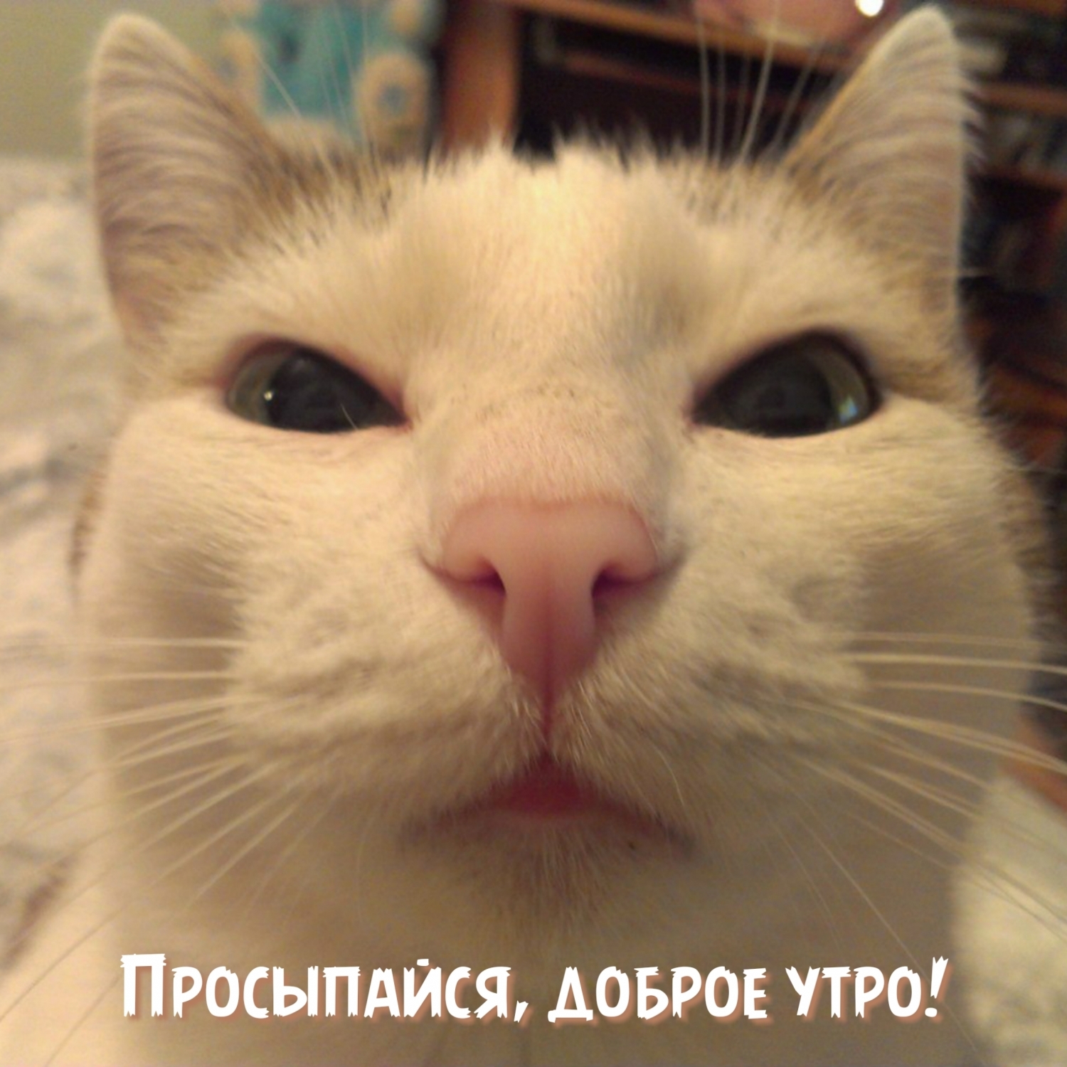 Открыть в полном размере Просыпайся, доброе утро!