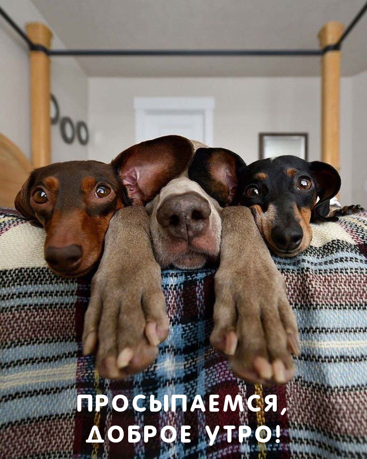 �����������, ������ ����!