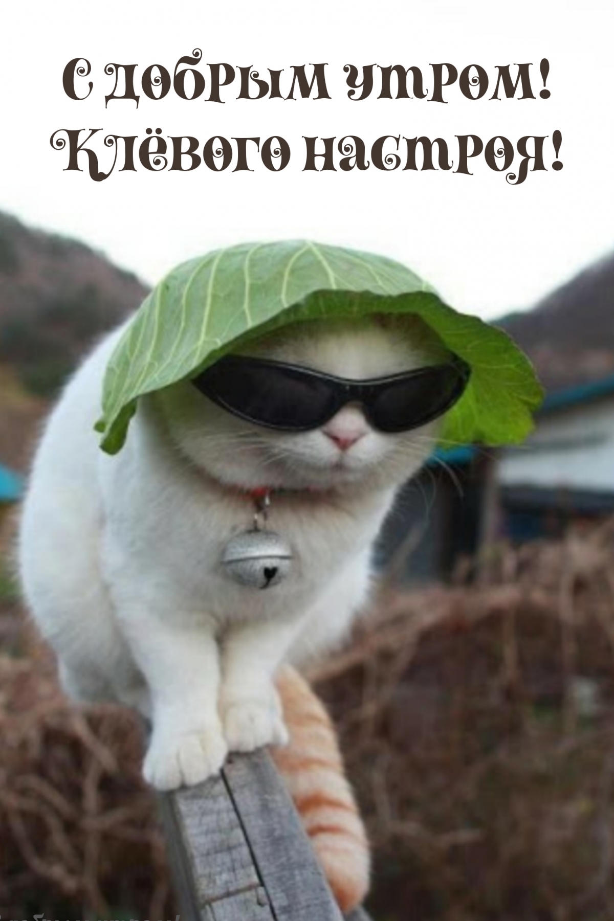   !  !