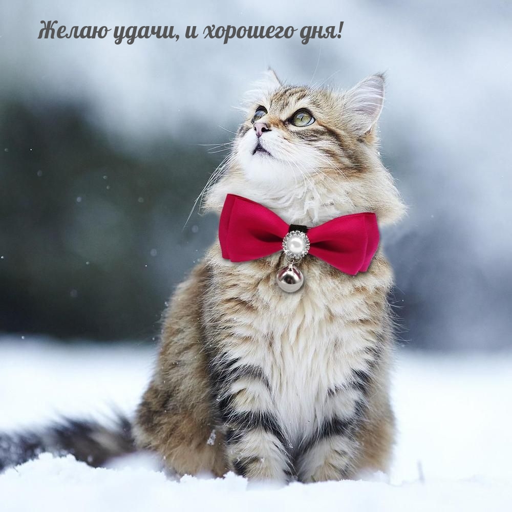 Открыть в полном размере Желаю удачи, и хорошего дня!
