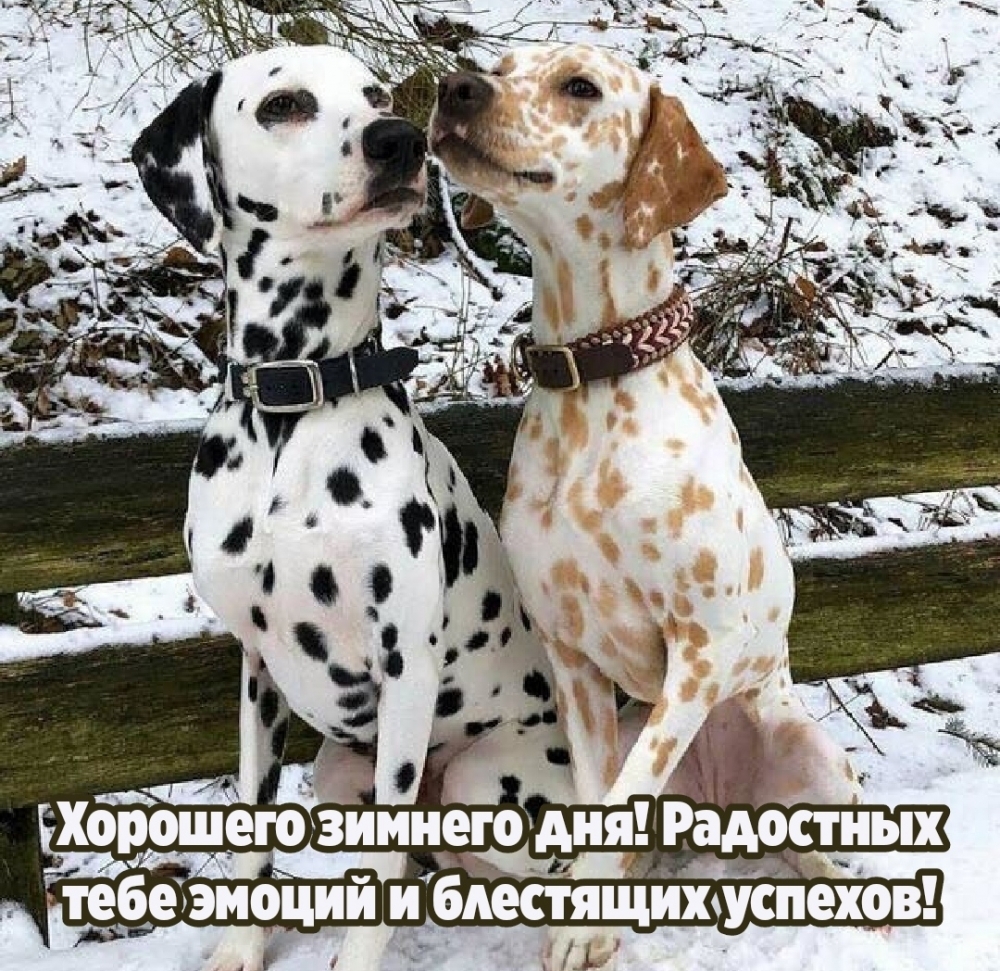Хорошего зимнего дня! Радостных тебе эмоций и блестящих успехов! Хорошего зимнего дня! Радостных тебе эмоций и блестящих успехов!