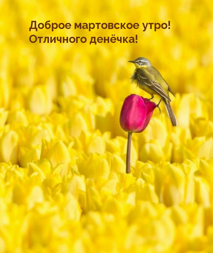 Доброе мартовское утро! Отличного денëчка! Доброе мартовское утро! Отличного денëчка!