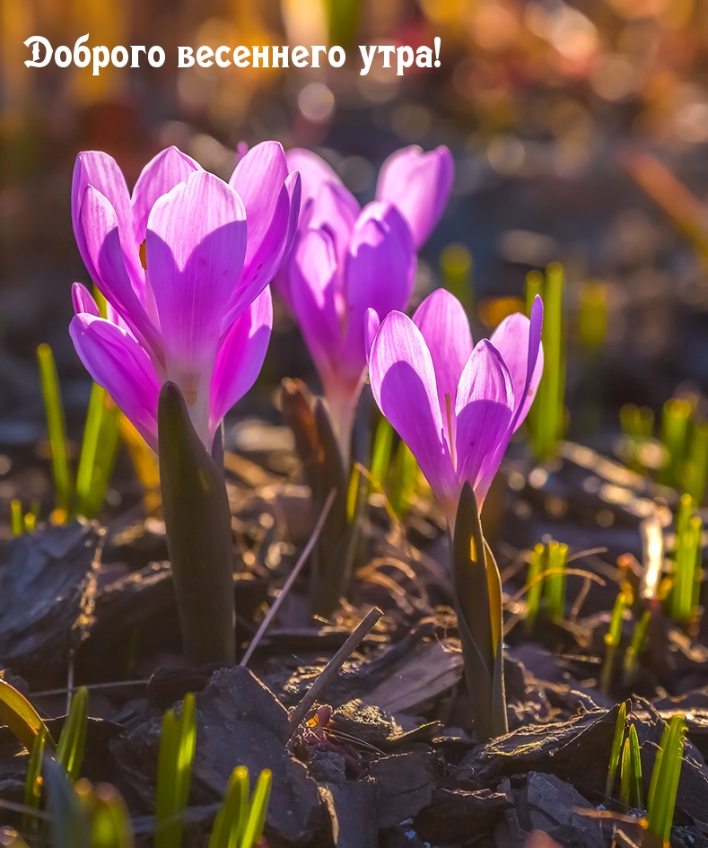 Доброго весеннего утра! Доброго весеннего утра!