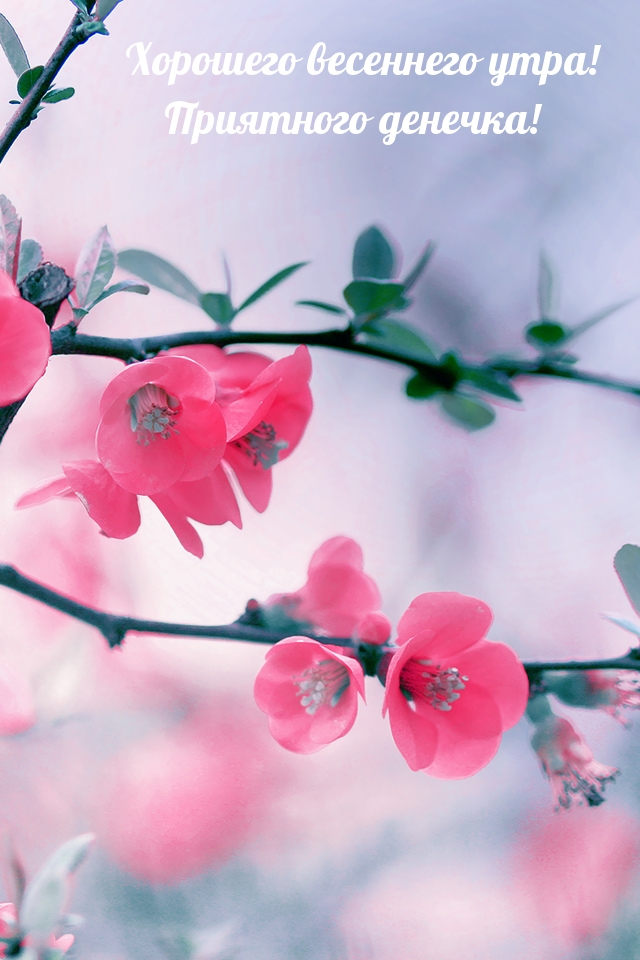 Хорошего весеннего утра! Приятного денечка! Хорошего весеннего утра! Приятного денечка!