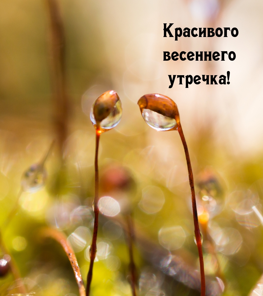 Красивого весеннего утречка! Красивого весеннего утречка!