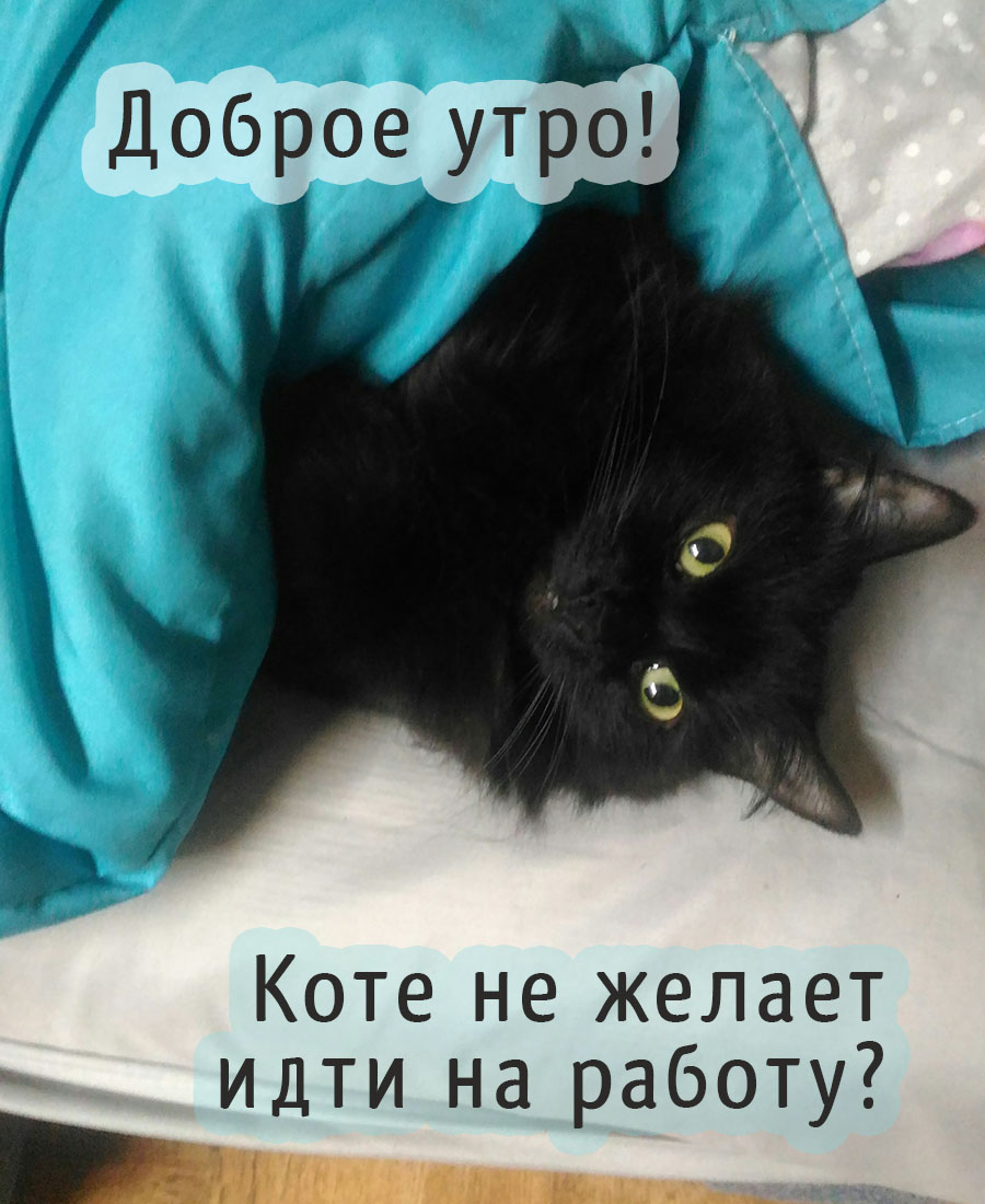Котэ не желает идти на работу