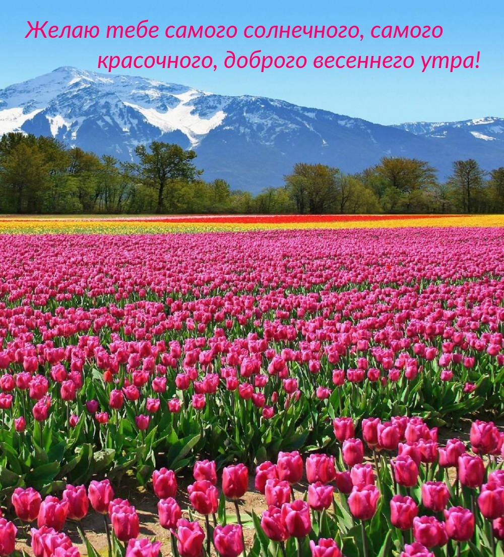 Желаю тебе самого солнечного, доброго весеннего утра! Желаю тебе самого солнечного, доброго весеннего утра!