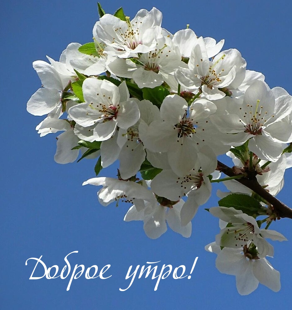 Доброе утро! Доброе утро!