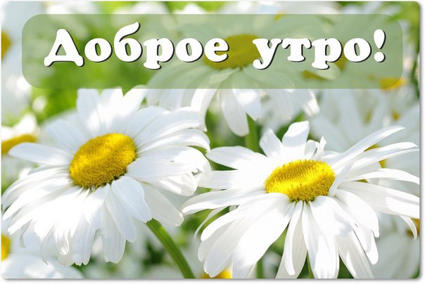Открыть в полном размере Доброе утро! С ромашками
