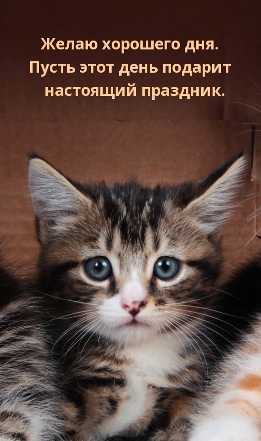 Открыть в полном размере Желаю хорошего дня. Пусть этот день подарит настоящий праздник.