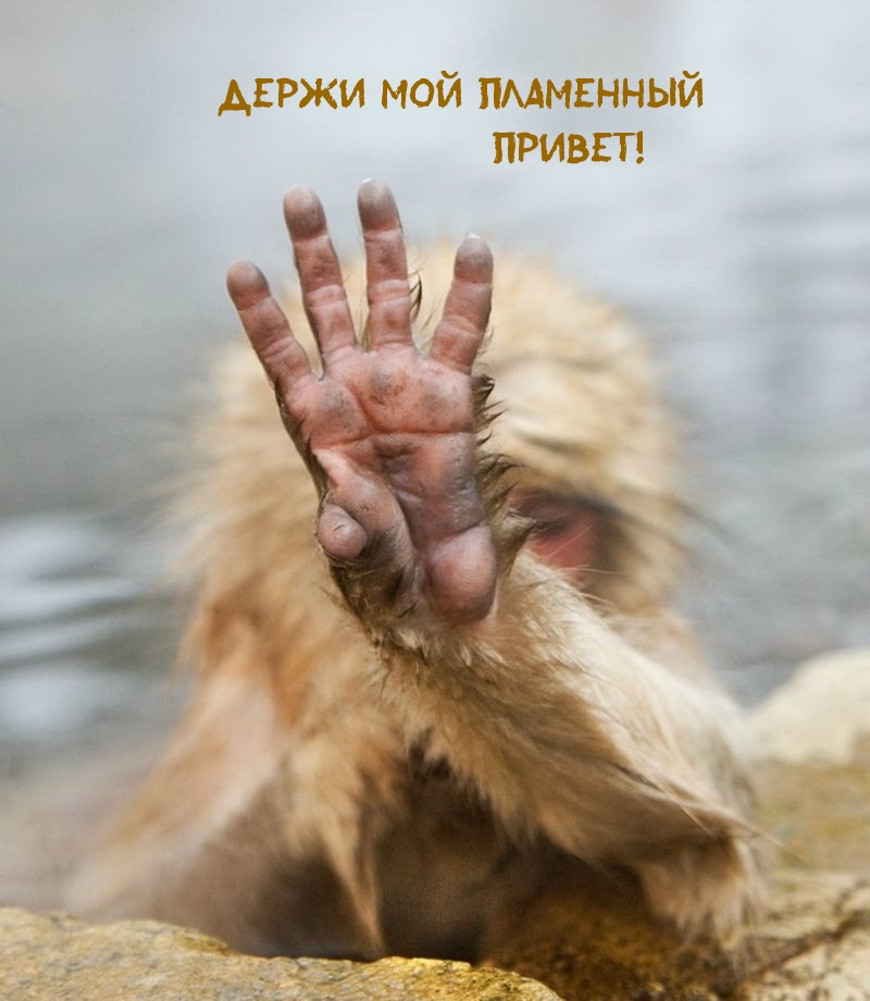 Открыть в полном размере Держи мой пламенный привет!