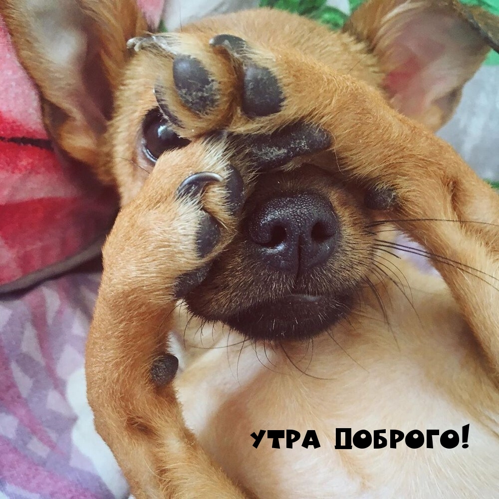 Утра доброго! Утра доброго!