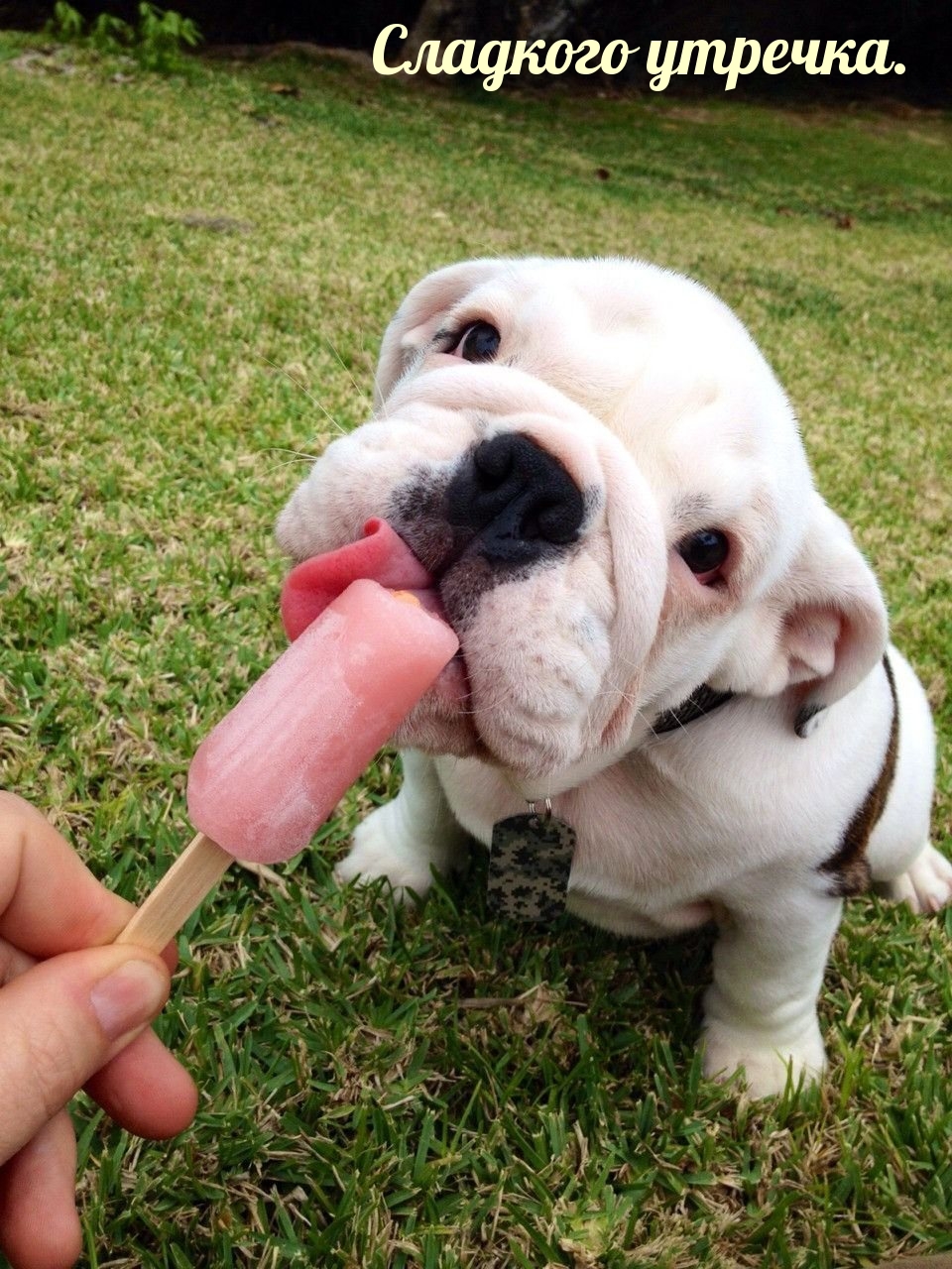 Открыть в полном размере Сладкого утречка.